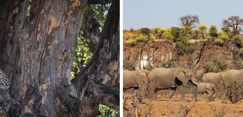 Featured: Northern Tuli Game Reserve