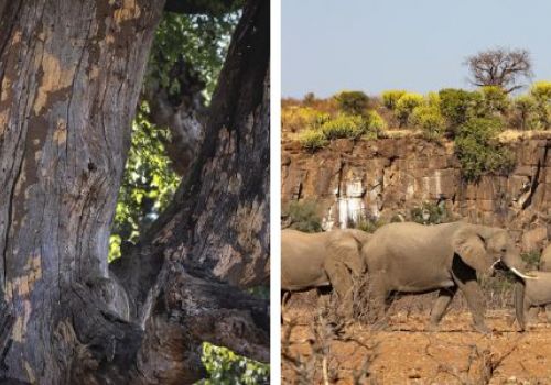 Featured: Northern Tuli Game Reserve